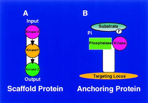 scaffold protein|adaptor protein vs scaffold.